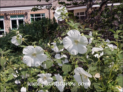 Blue River Hardy Hibiscus (Hibiscus x moscheutos) 
(September 8)